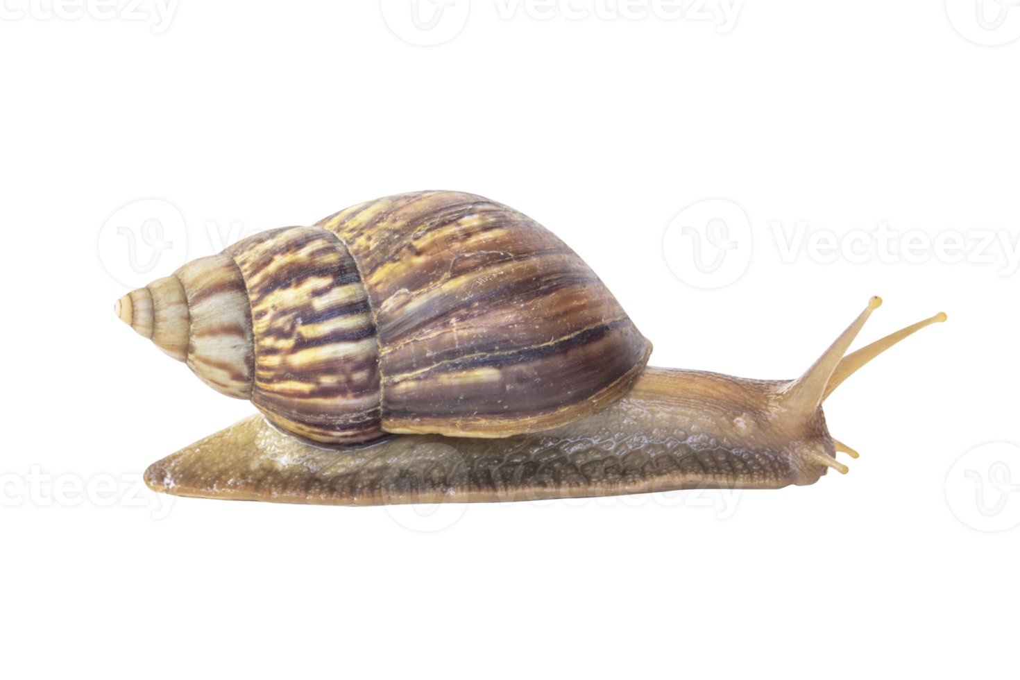 Snail with brown striped shell crawl isolated on floor. PNG file.