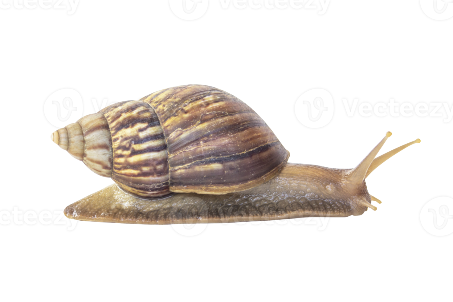 schnecke mit braun gestreifter muschel kriechen isoliert auf dem boden. png-Datei. png