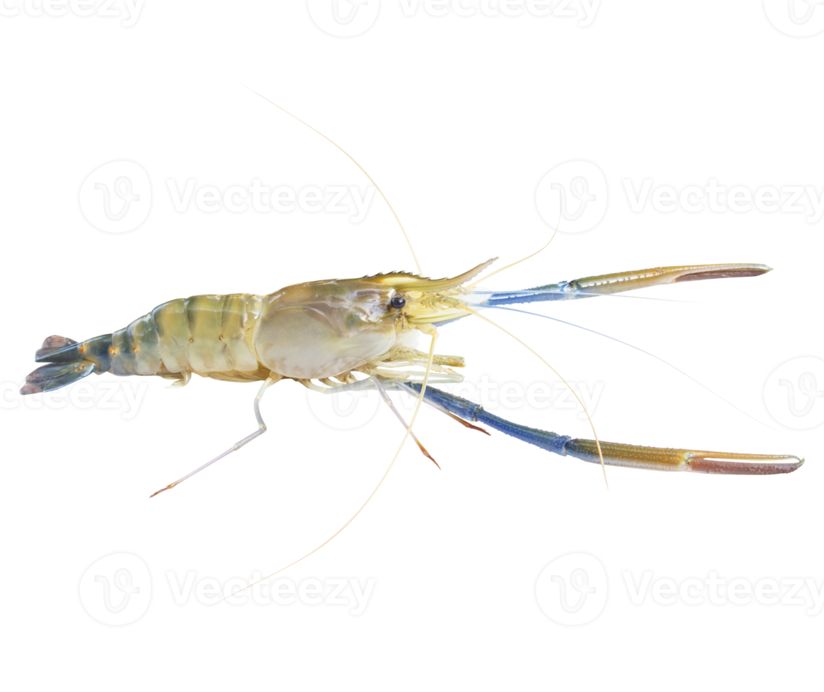 Fresh prawns, river prawns that live in freshwater, natural tropics, river prawns that live in freshwater, natural tropics Top view. png