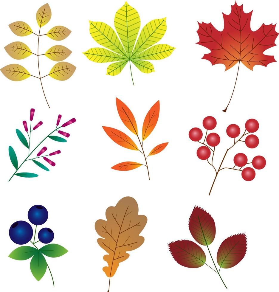 hojas de otoño y bayas. tema de otoño. ilustración vectorial de dibujos animados. vector