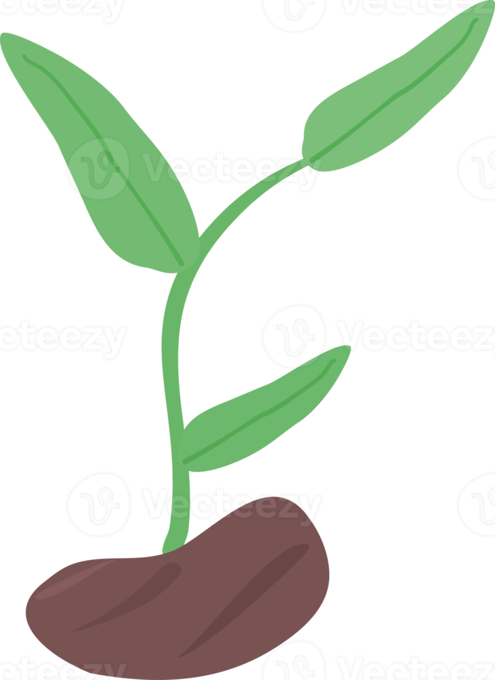 estetisk växt blomma krukväxt för dekorativa png