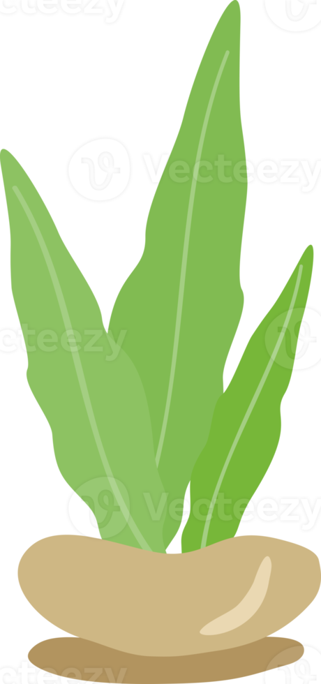Aesthetic plant flower for decorative png