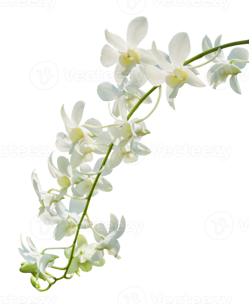 orkidéblommor isolerade på vitt med urklippsbana png