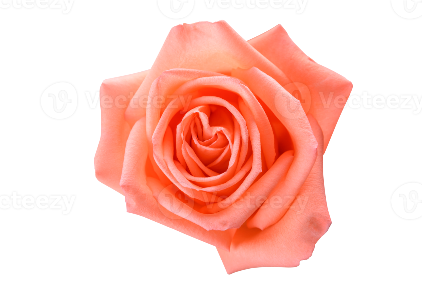Top view of pink rose isolated on white background with clipping path 9877196 PNG