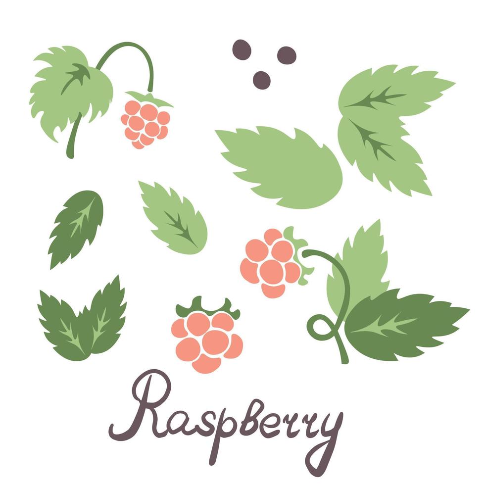 Raspberry elements set vector