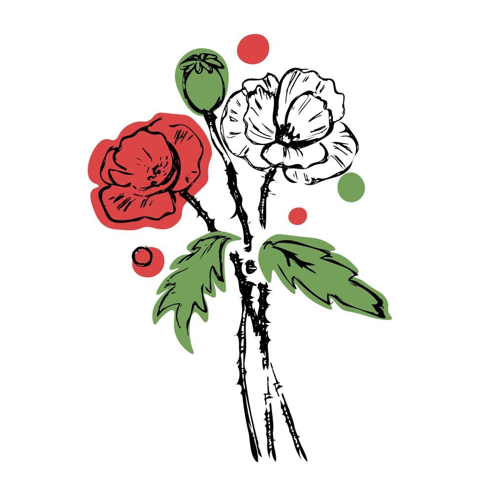 Poppies flowers bouquet illustration vector