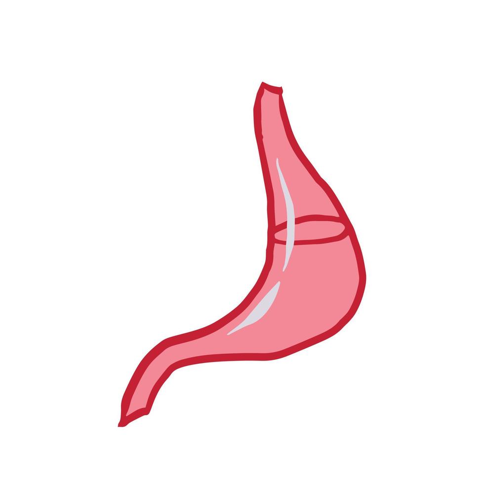 estómago simple dibujado a mano ilustración vectorial vector