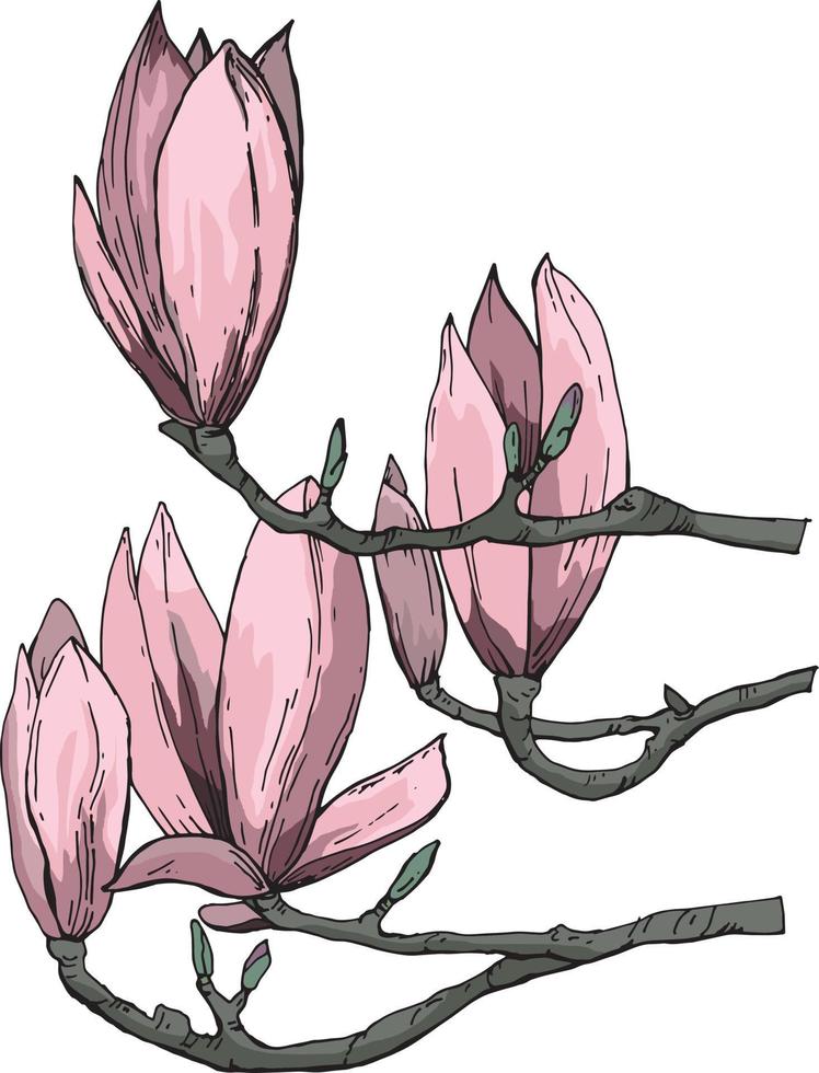 vector drawing pink magnolia flowers without background