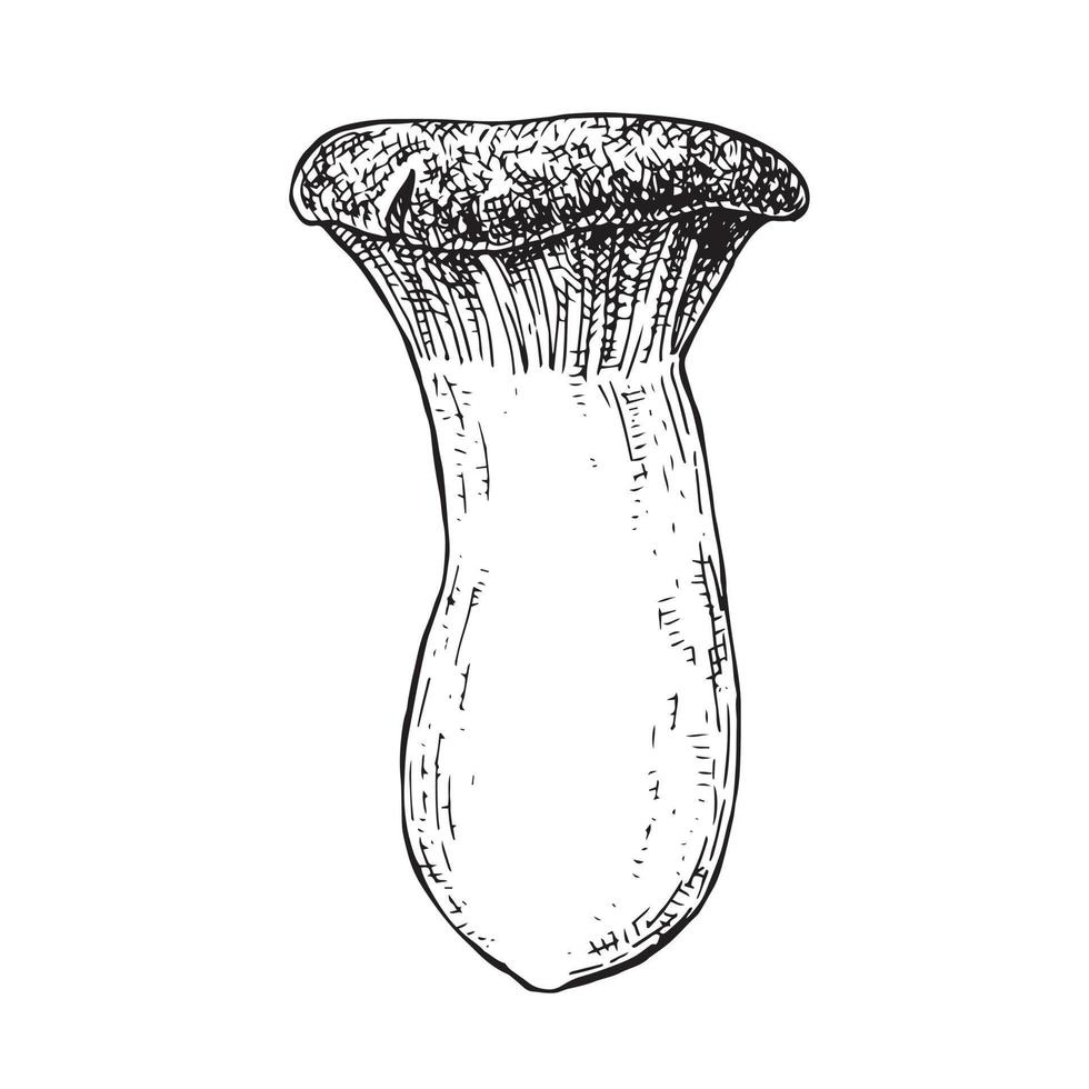 vector illustration, graphic drawing in vintage style. forest mushroom. isolated on white background mushroom drawing by a liner with hatches.