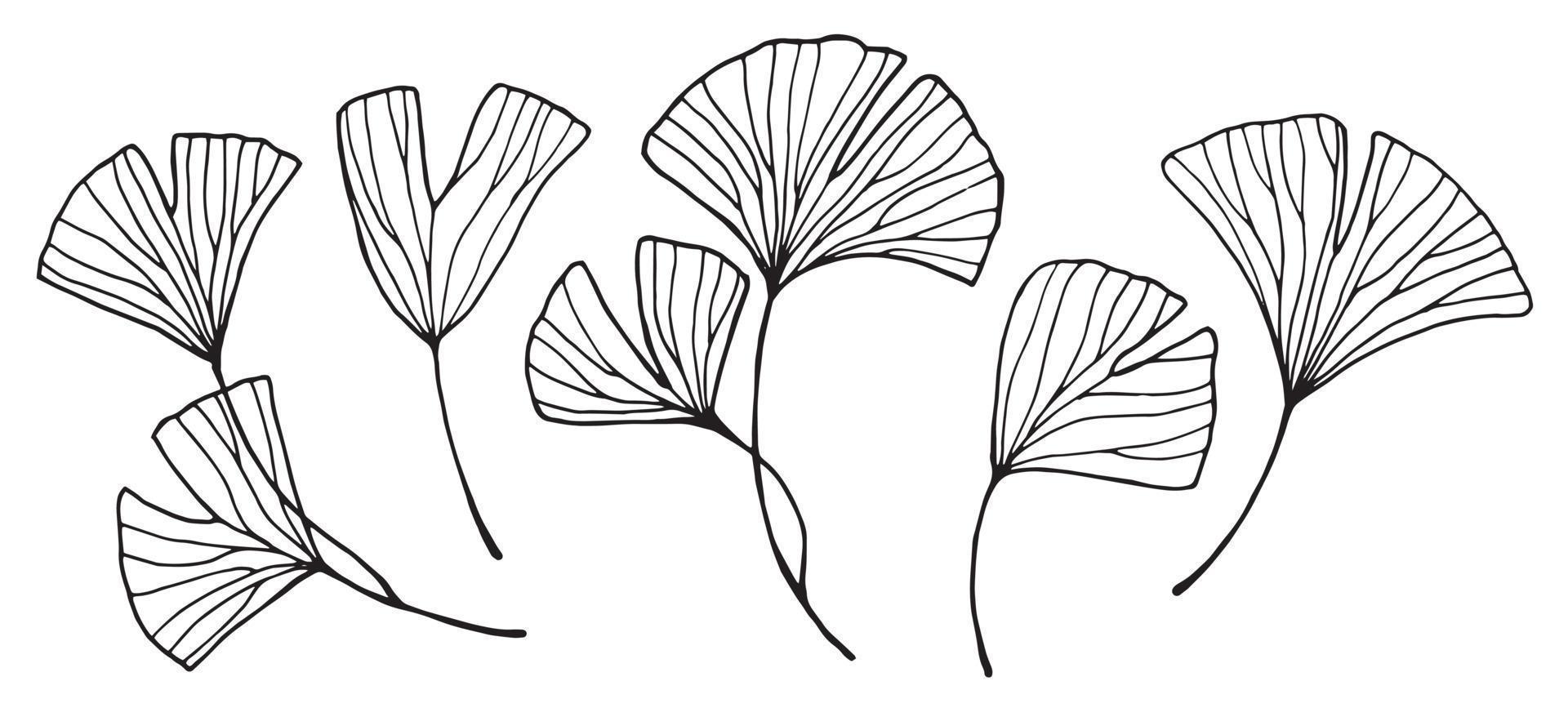 conjunto de dibujo vectorial de hojas de ginkgo. dibujo lineal moderno minimalista, gráficos, bocetos. hojas tropicales vector