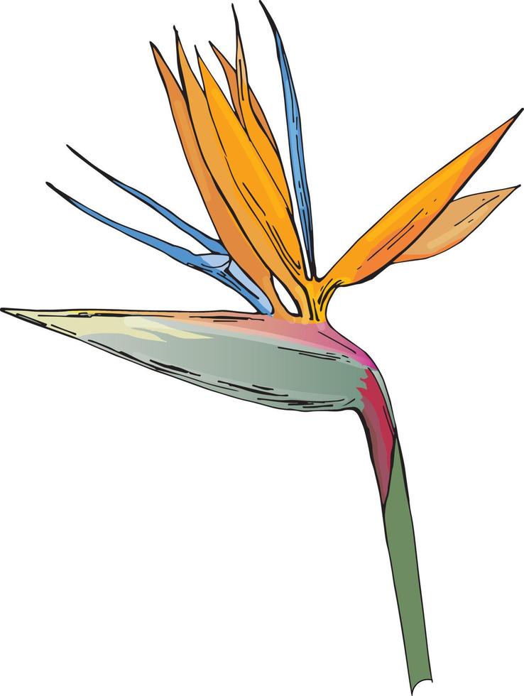 vector drawing exotic flower Strelitzia
