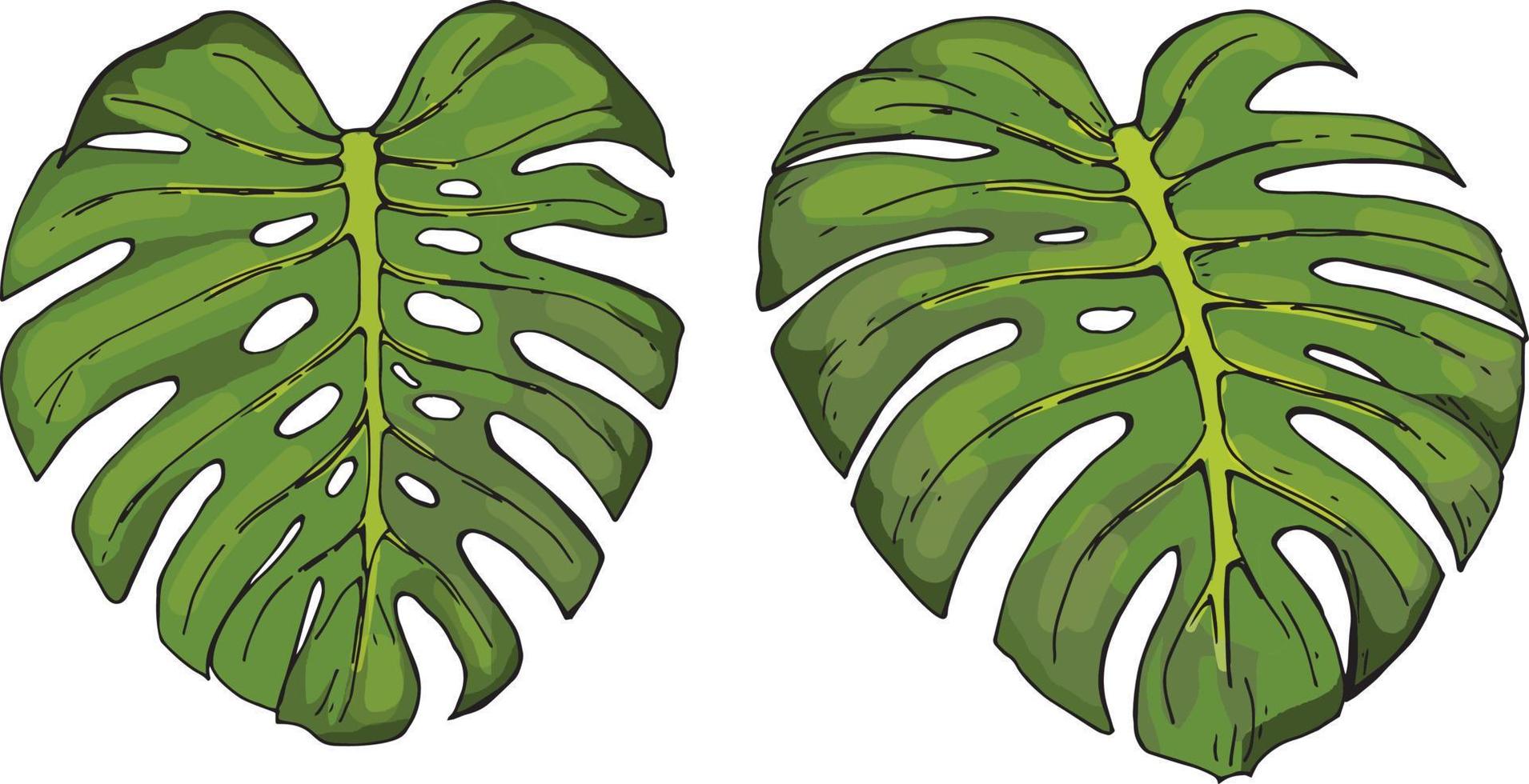 vector drawing set of green leaves of tropical monstera plant