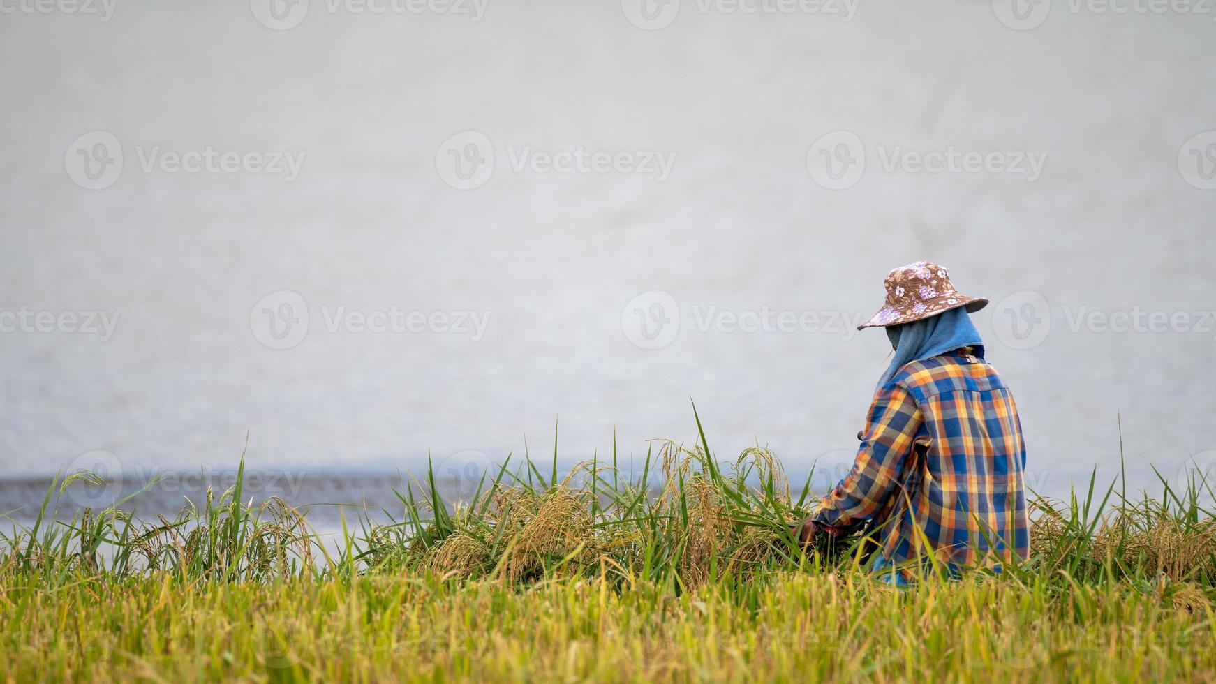 Farmer harvesting rice by the lake at Pakpra photo