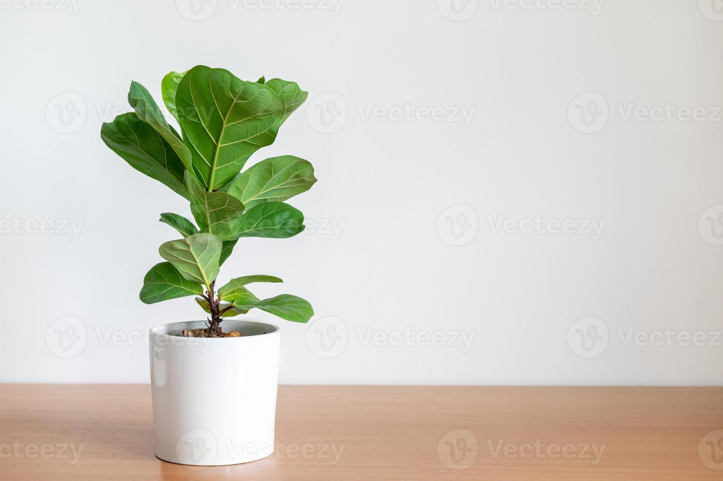 Fiddle-Leaf Fig Tree in white pot on wooden table photo