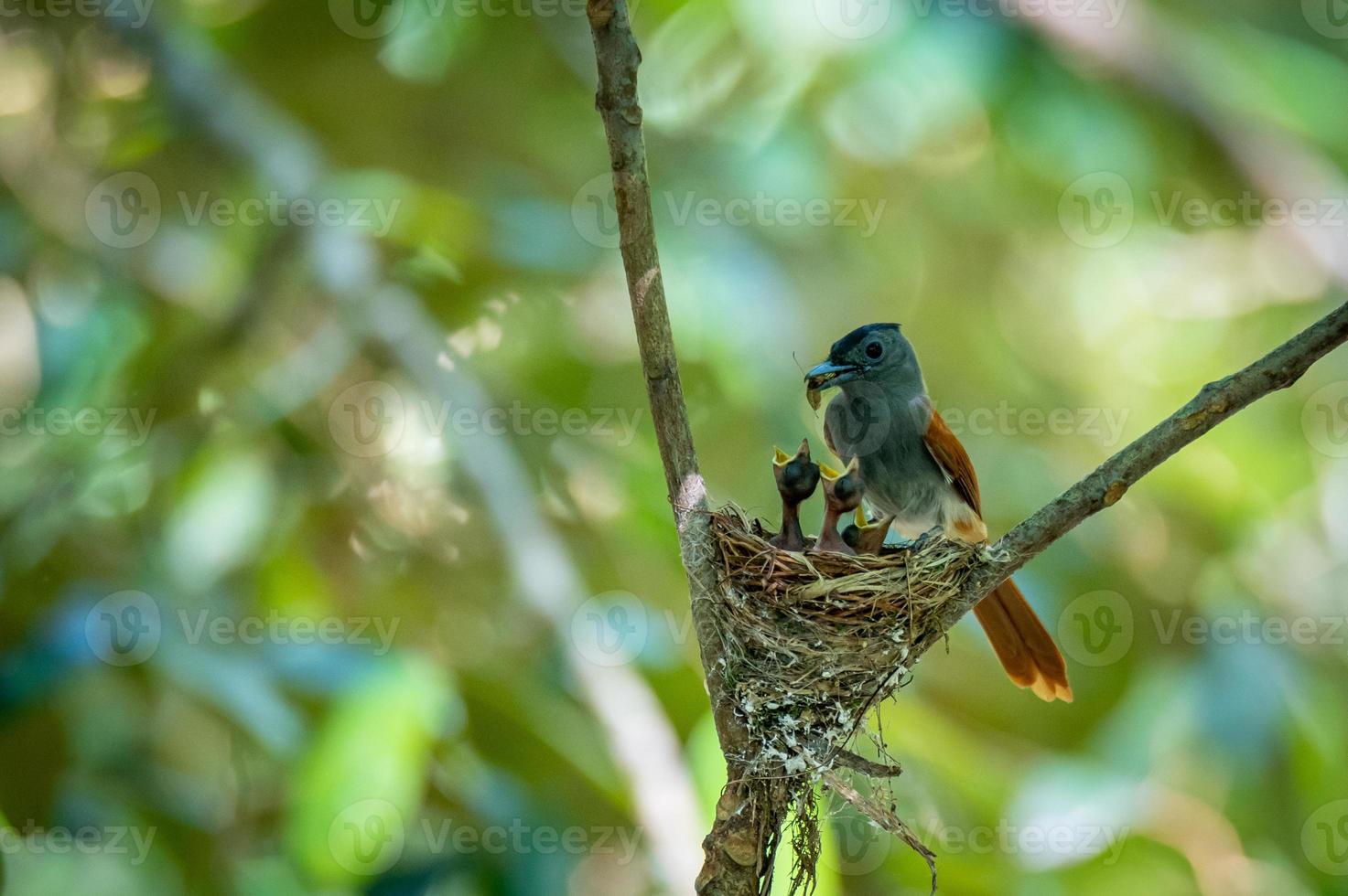 Asian paradise flycatcher bird photo