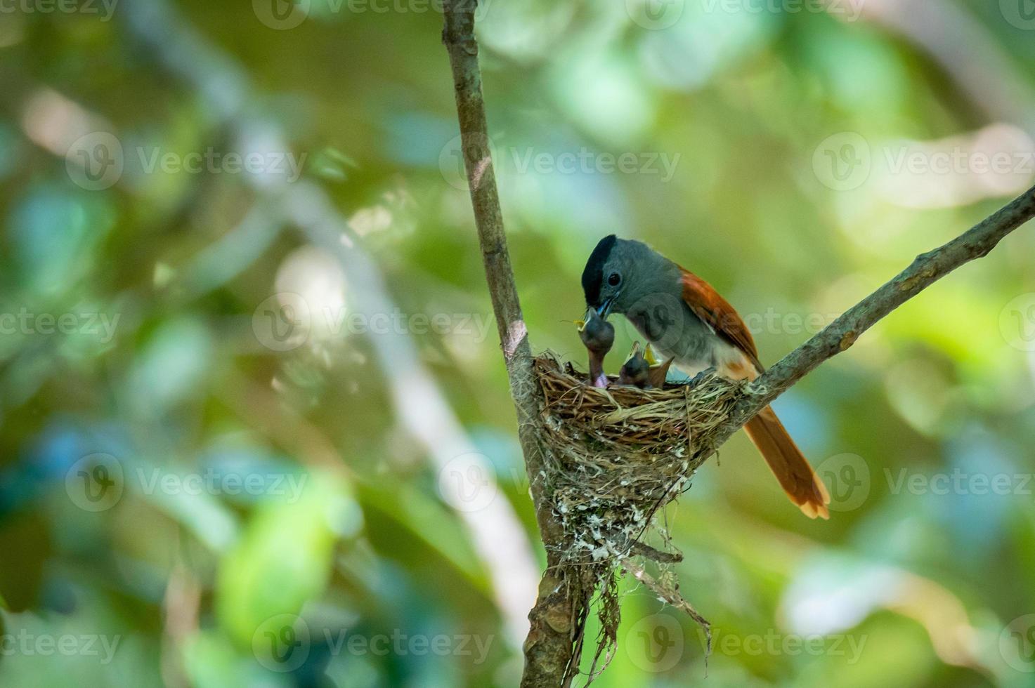 Asian paradise flycatcher bird photo