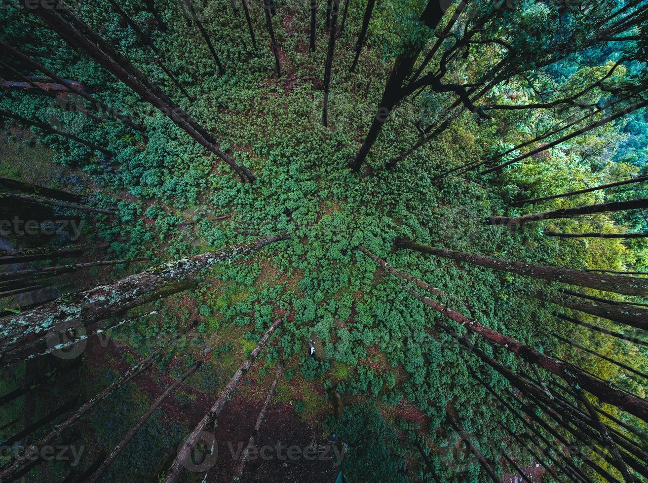 bosque y árboles verdes después de la lluvia foto