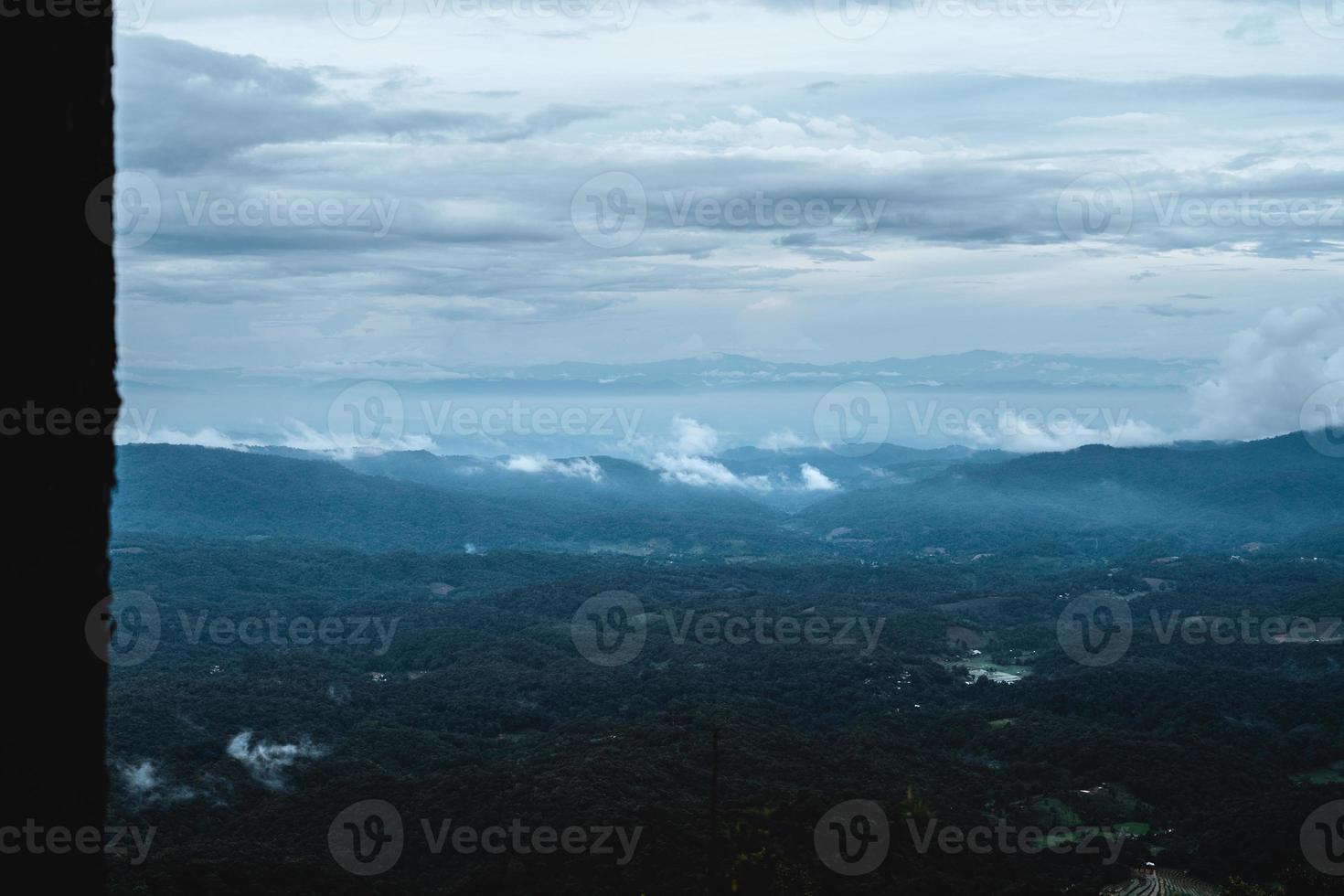 forest and green trees after the rain photo