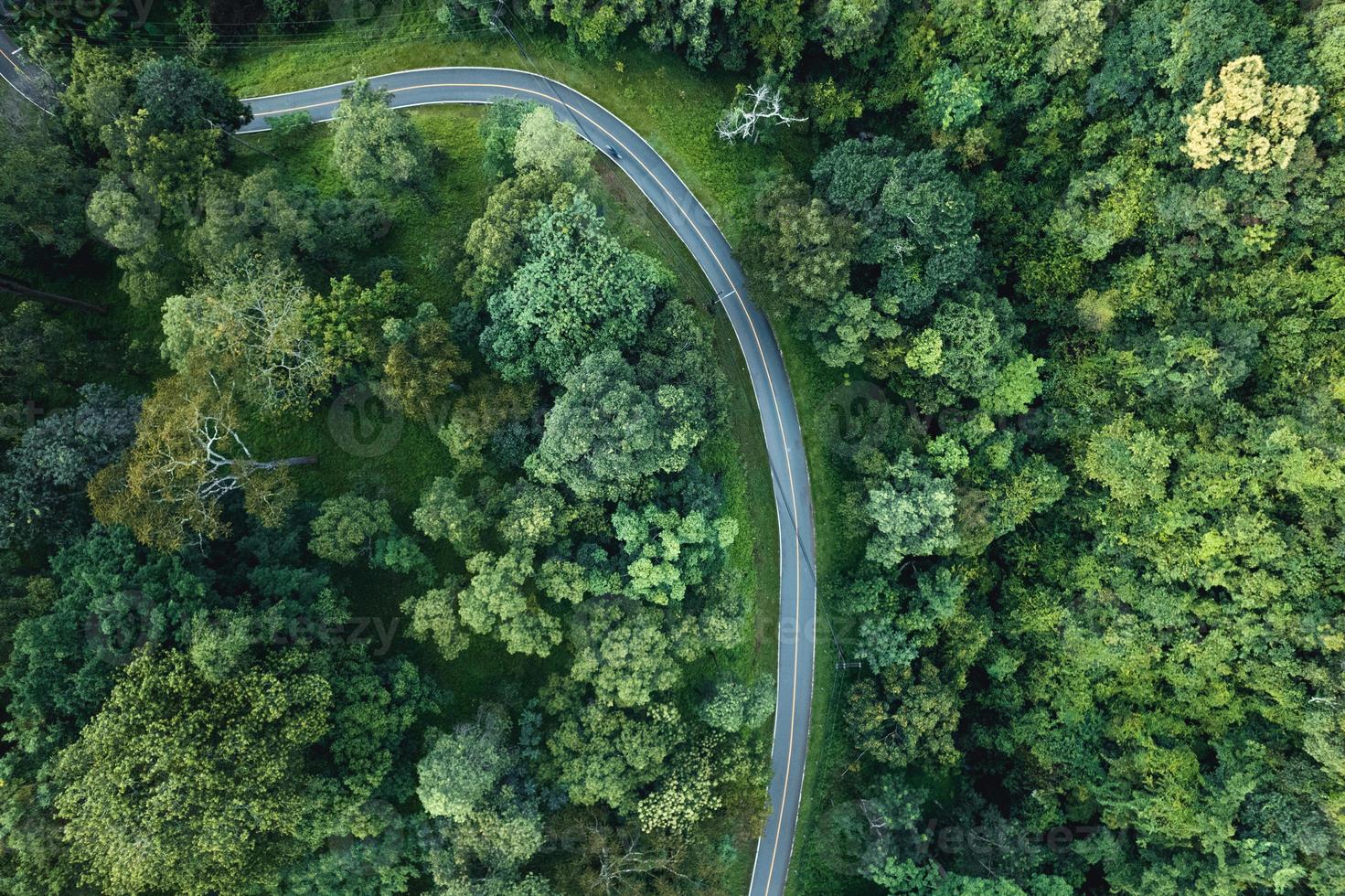 Aerial view of green summer tree and forest with a road photo