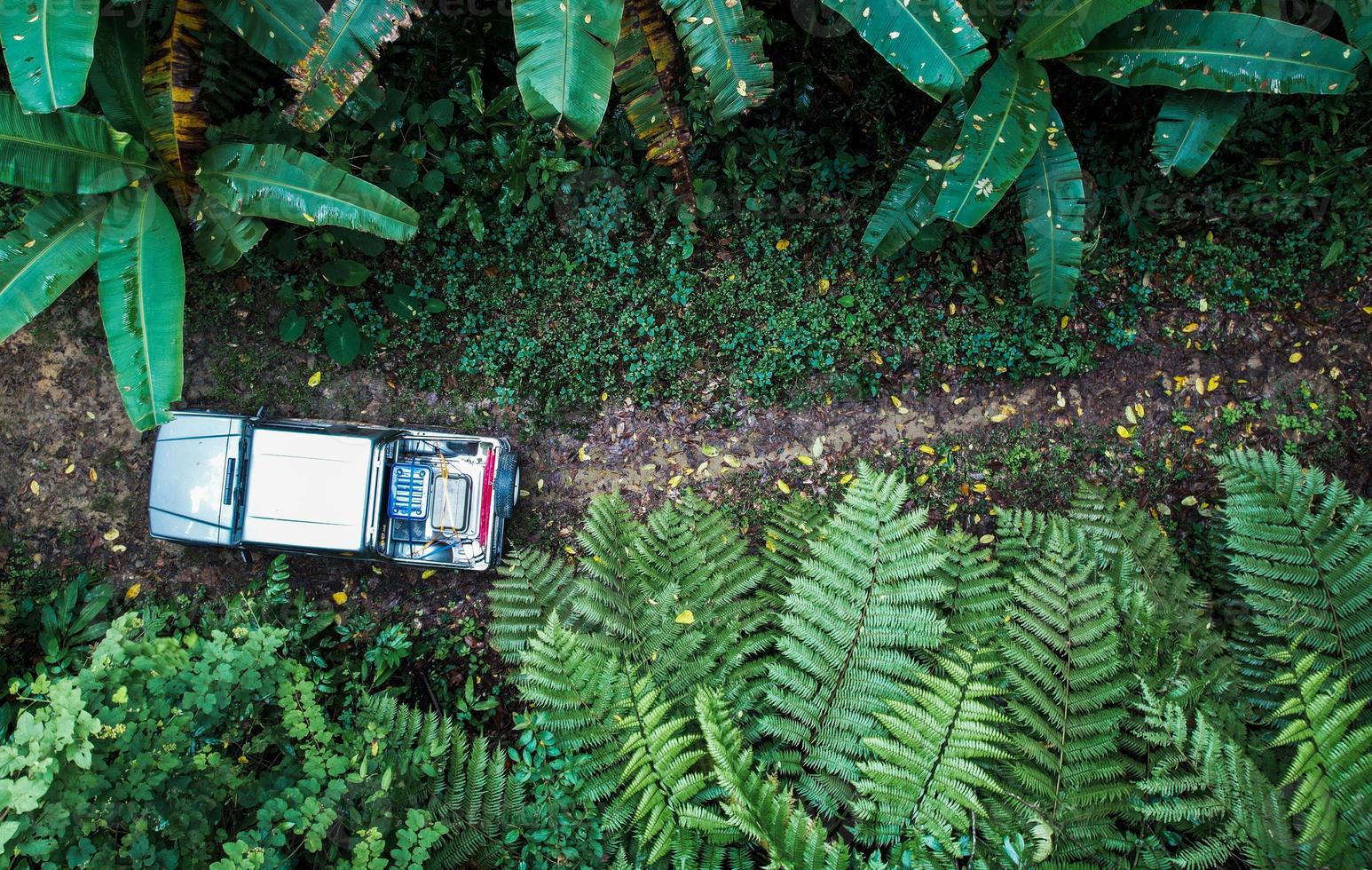 in the forest and green trees photo