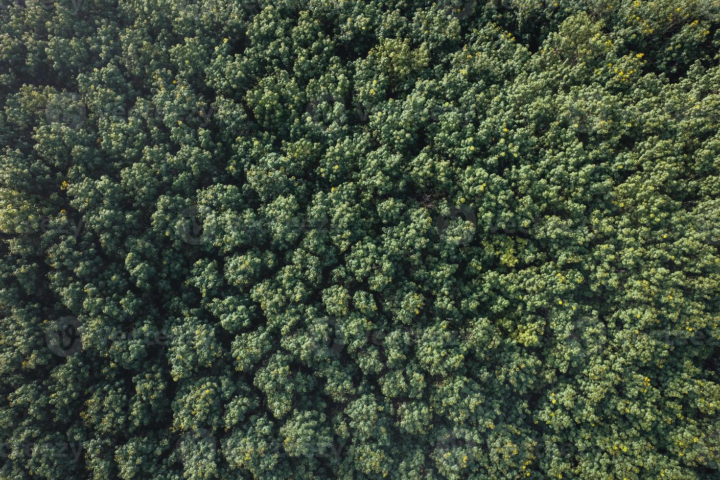 Aerial view of green summer tree and forest with a road photo