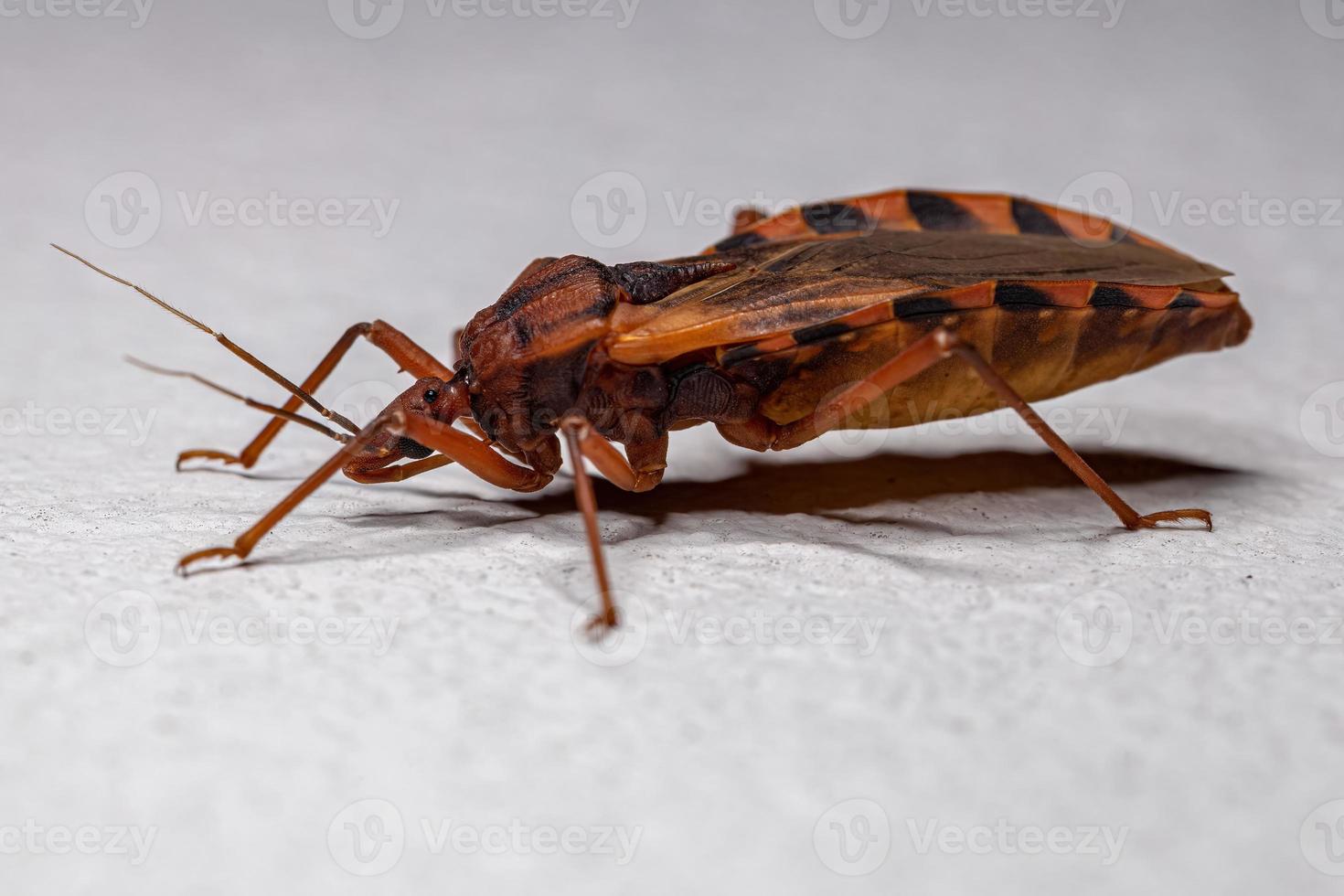 Amazing How Big Are Kissing Bugs Image Concept Amazing How Big Are Kissing Bugs Image Concept