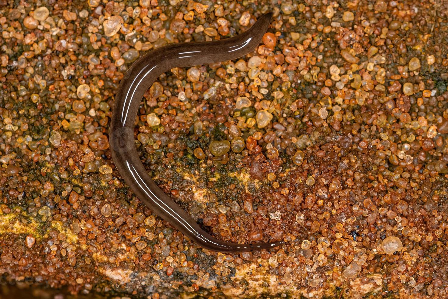 Small Land Planarian photo