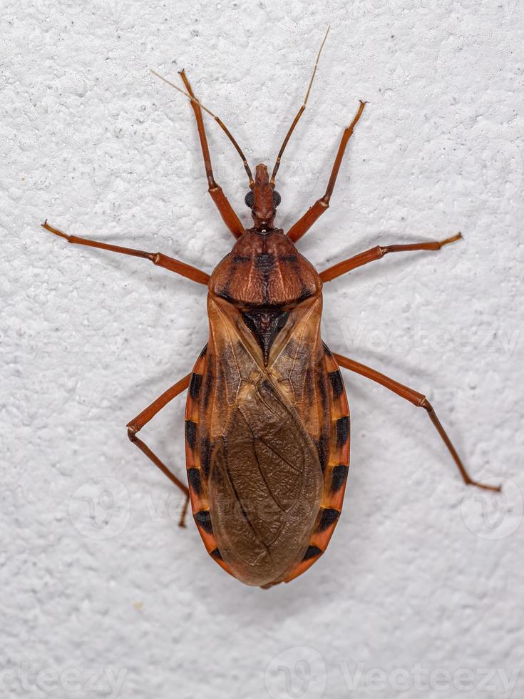 Spectacular What Is A Kissing Bug Abstract in 4K Spectacular What Is A Kissing Bug Abstract in 4K
