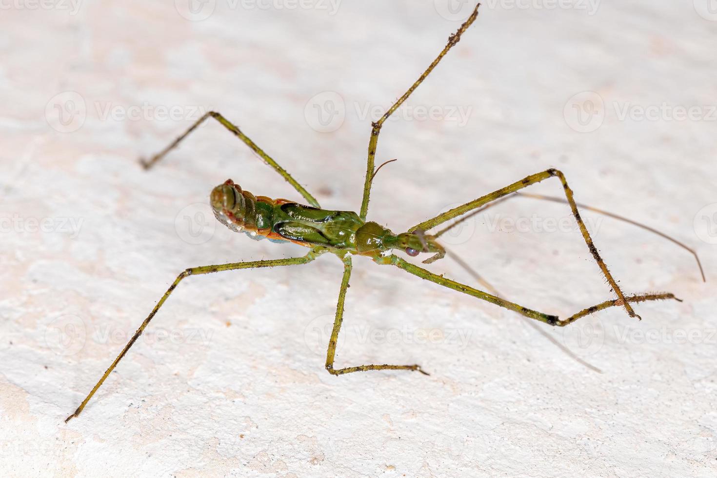 Assassin Bug Nymph photo