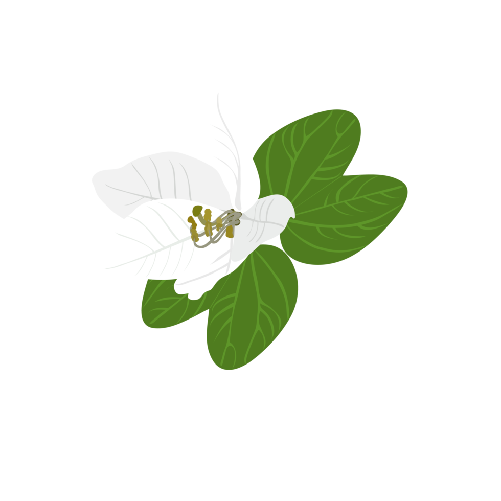 vit blomma på transparent bakgrund png