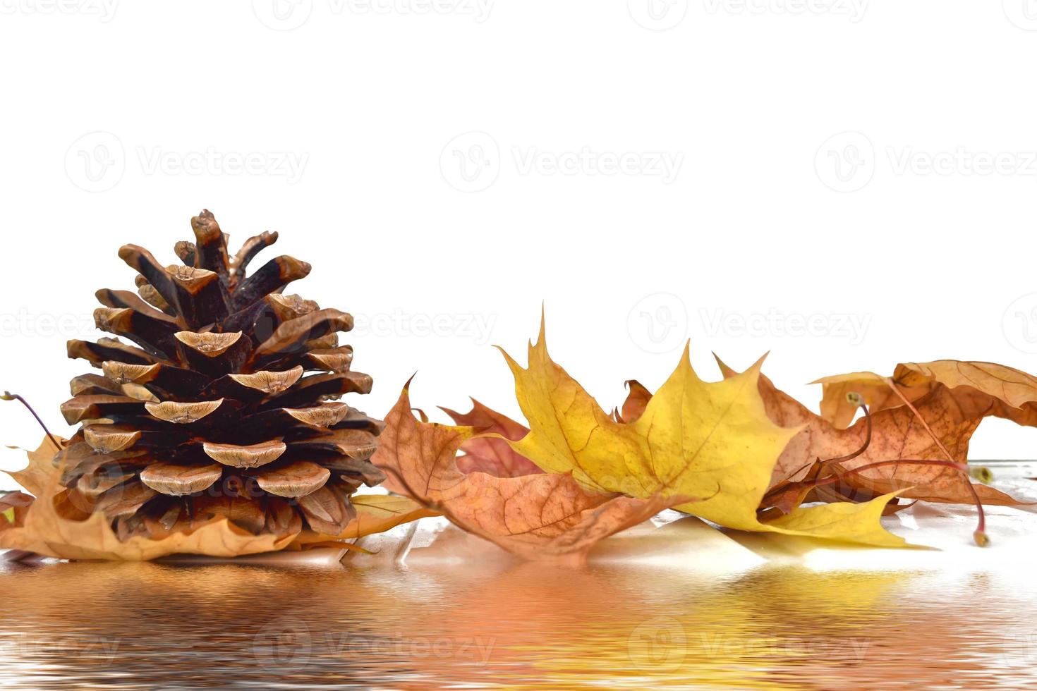 Bright colorful autumn leaves photo