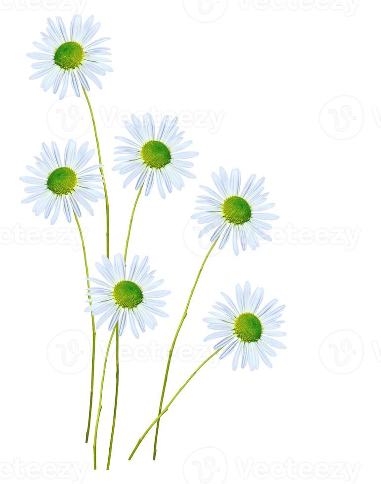 daisies summer white flower isolated on white background photo