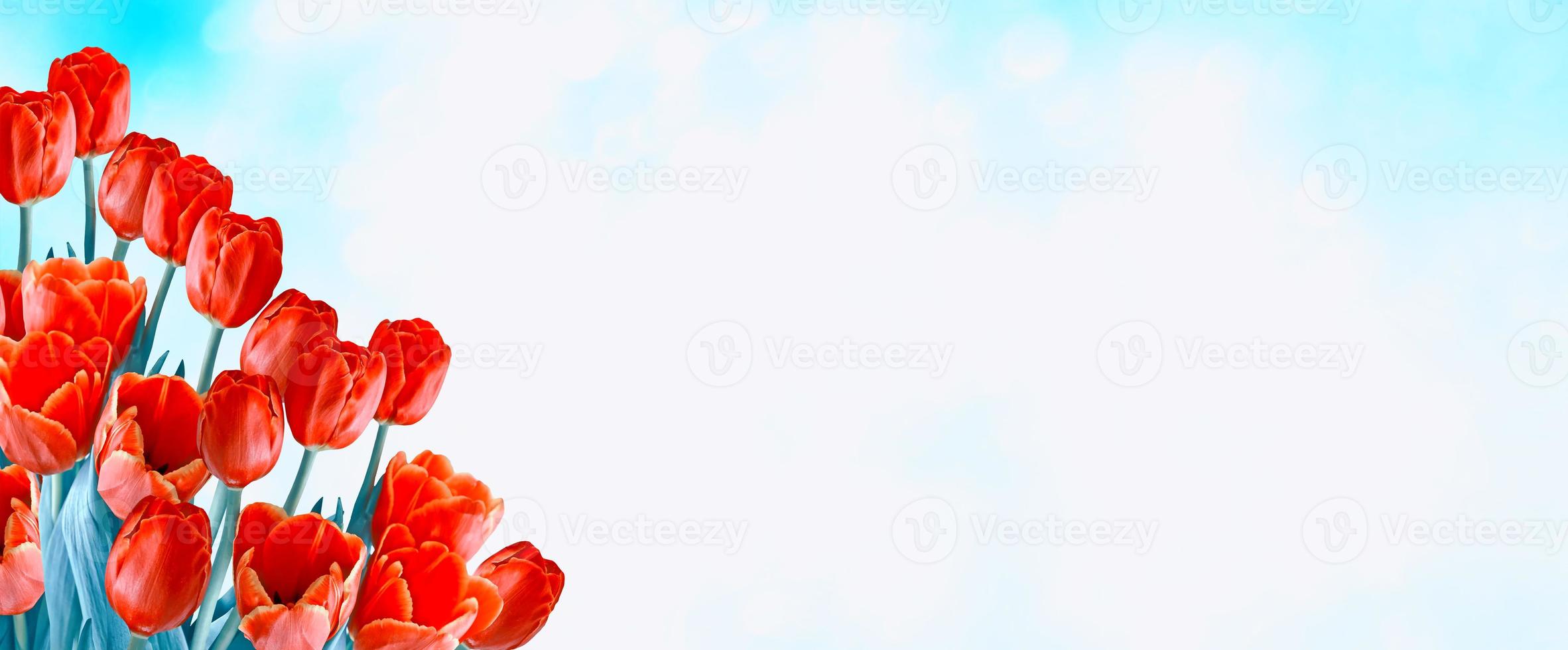 Bright and colorful flowers tulips photo