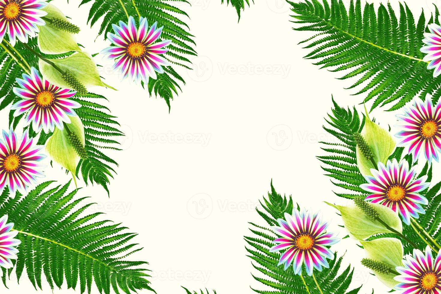 spathiphyllum, lily. Fern leaves isolated on white background. photo