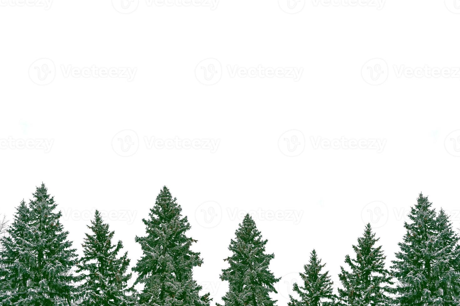 The branches of the snow covered tree Christmas tree photo