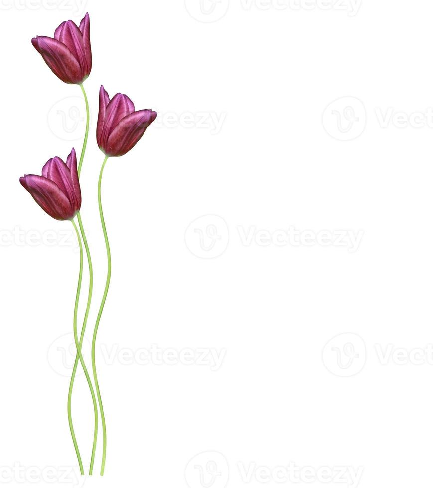 spring flowers tulips isolated on white background. photo