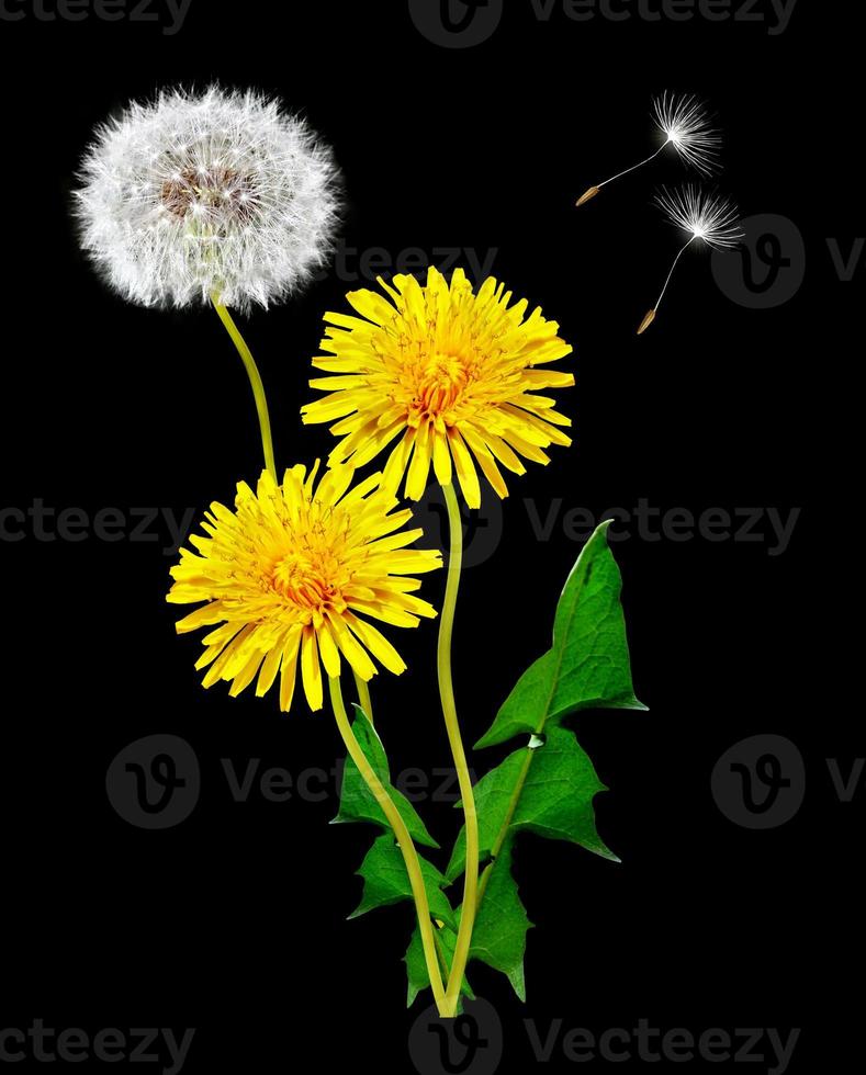 Dandelion on a black background photo