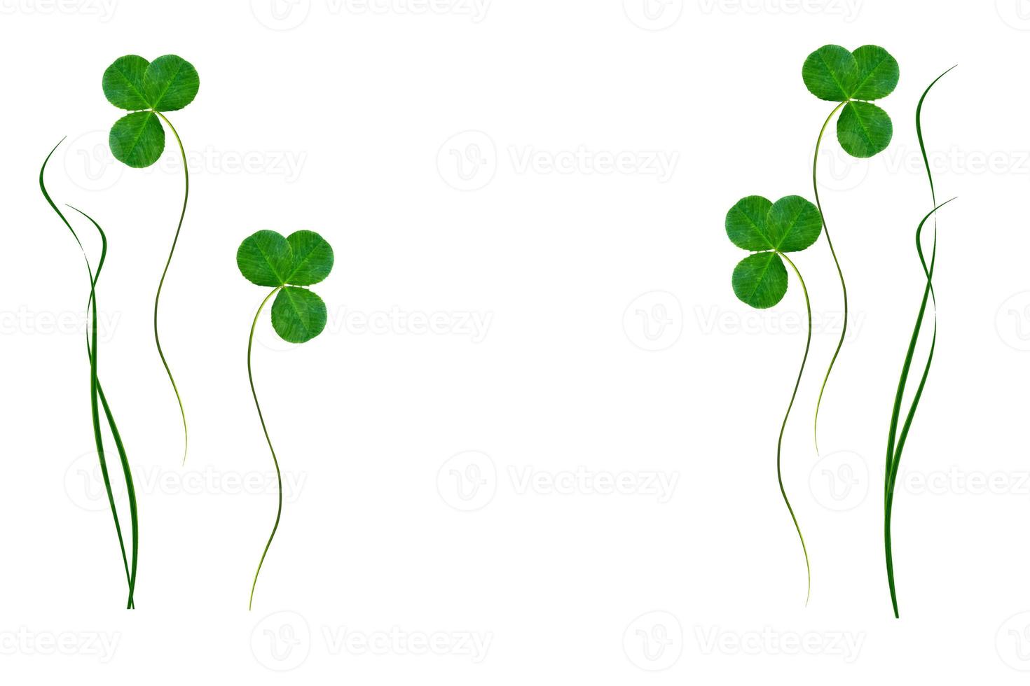 green clover leaves isolated on white background. St.Patrick 's Day photo
