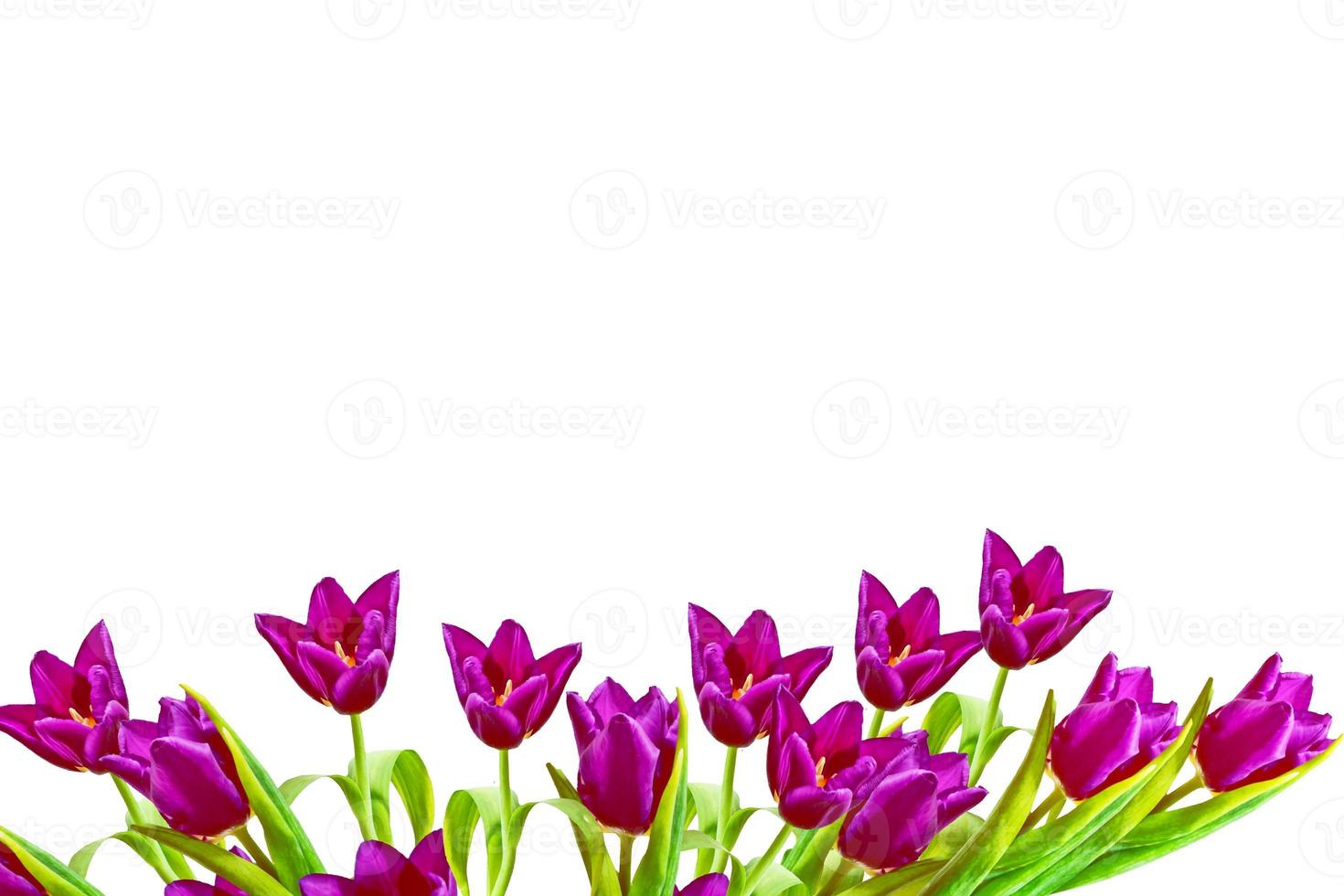 spring flowers tulips isolated on white background. photo