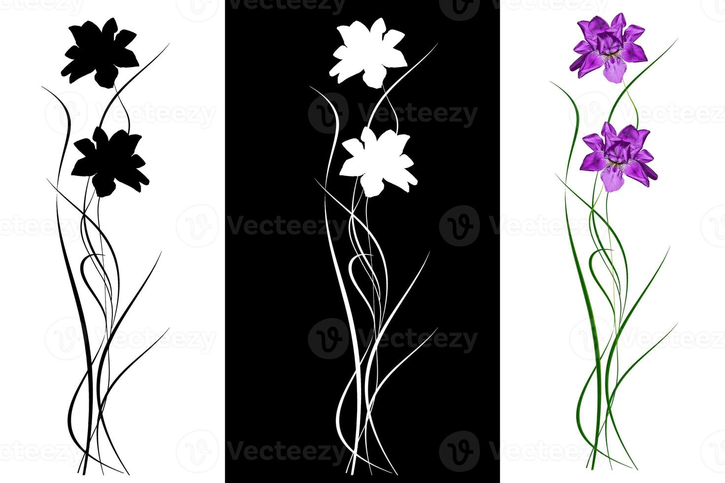 spring flowers iris isolated on white background. photo