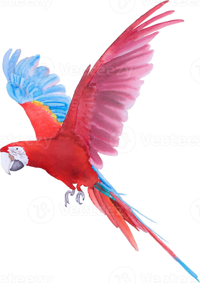 Bird parrot Macaw hand paint watercolor png