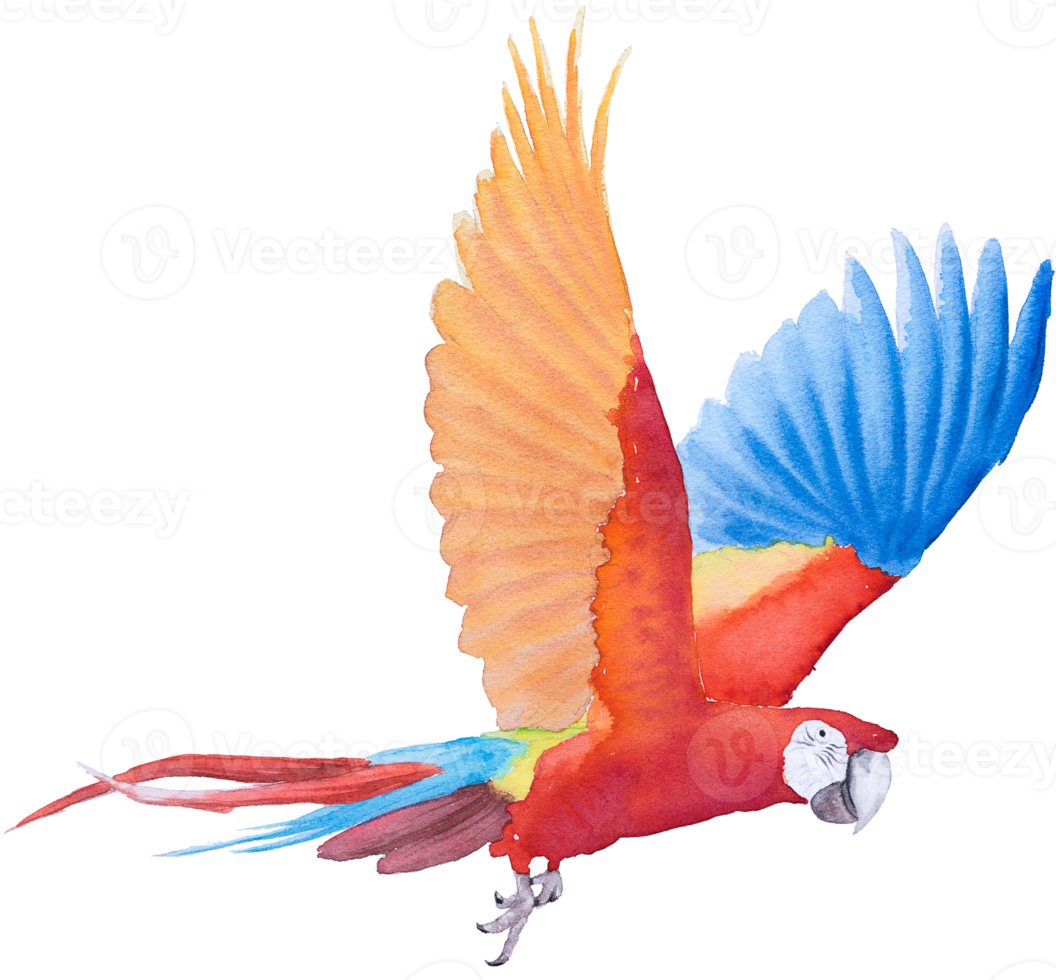 Bird parrot Macaw hand paint watercolor png