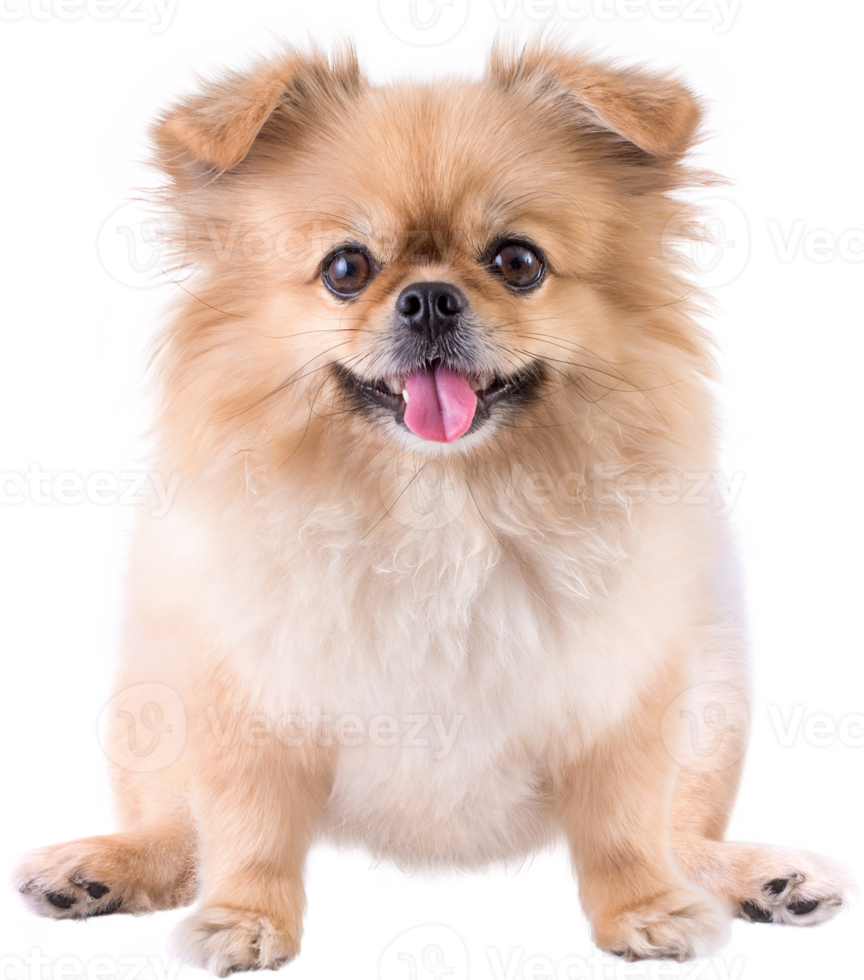 simpatici cuccioli Pomerania razza mista pechinese dog sitter png