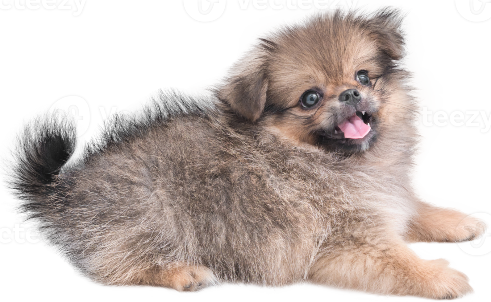 simpatici cuccioli Pomerania razza mista pechinese dog sitter png