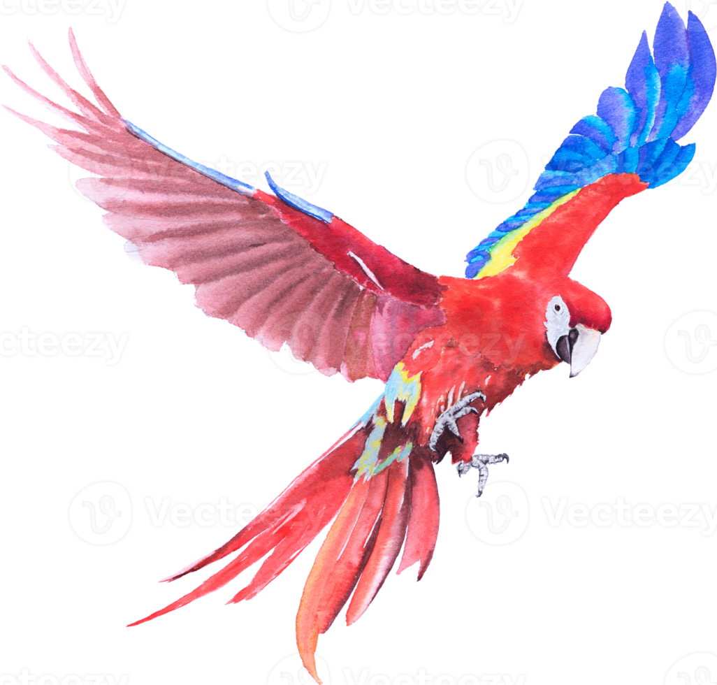 Bird parrot Macaw hand paint watercolor png