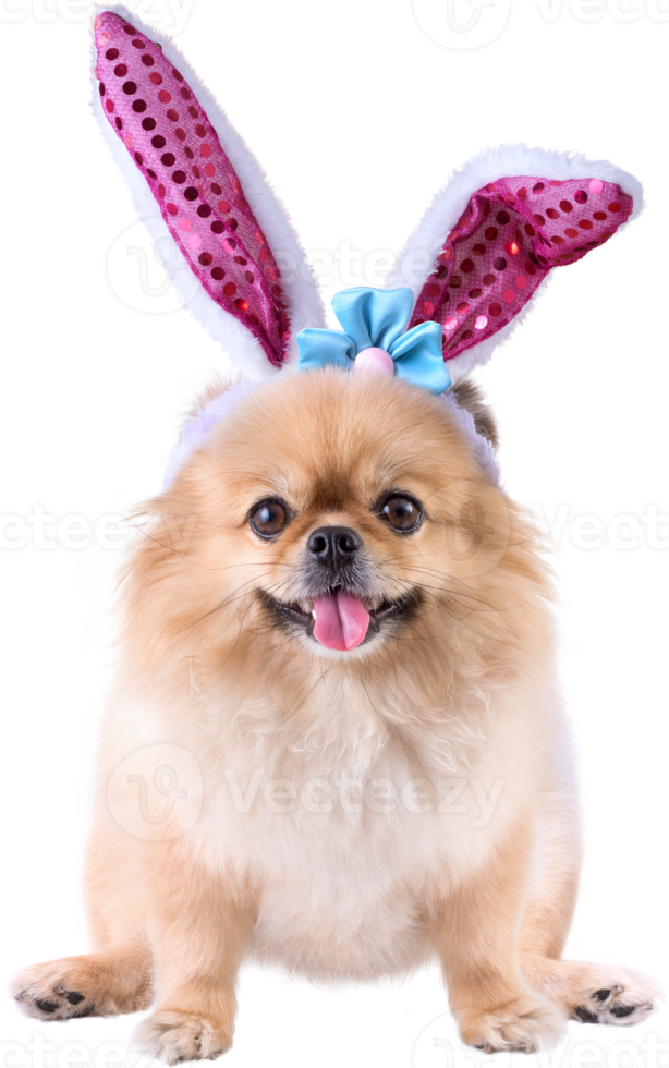 Cute puppies Pomeranian Mixed breed Pekingese dog Wear bunny ears sitting on occasion Happy Easter day png