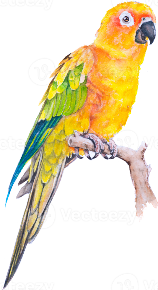 Bird parrot Macaw hand paint watercolor png
