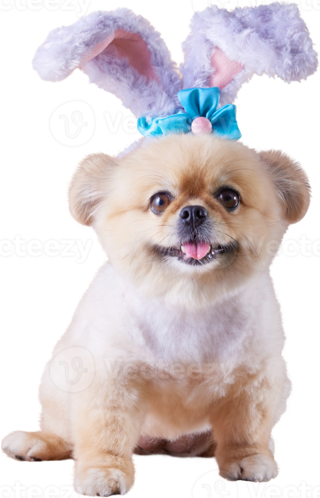 Cute puppies Pomeranian Mixed breed Pekingese dog Wear bunny ears sitting on occasion Happy Easter day png