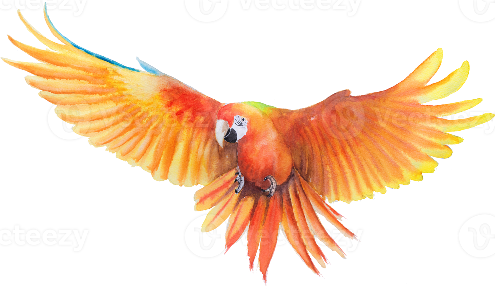 Bird parrot Macaw hand paint watercolor png