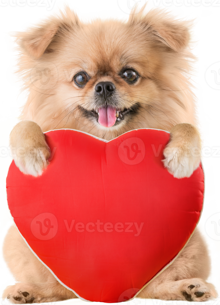 simpatici cuccioli di cane pechinese di razza mista pomeranian seduto che abbraccia un cuscino rosso a forma di cuore per San Valentino png